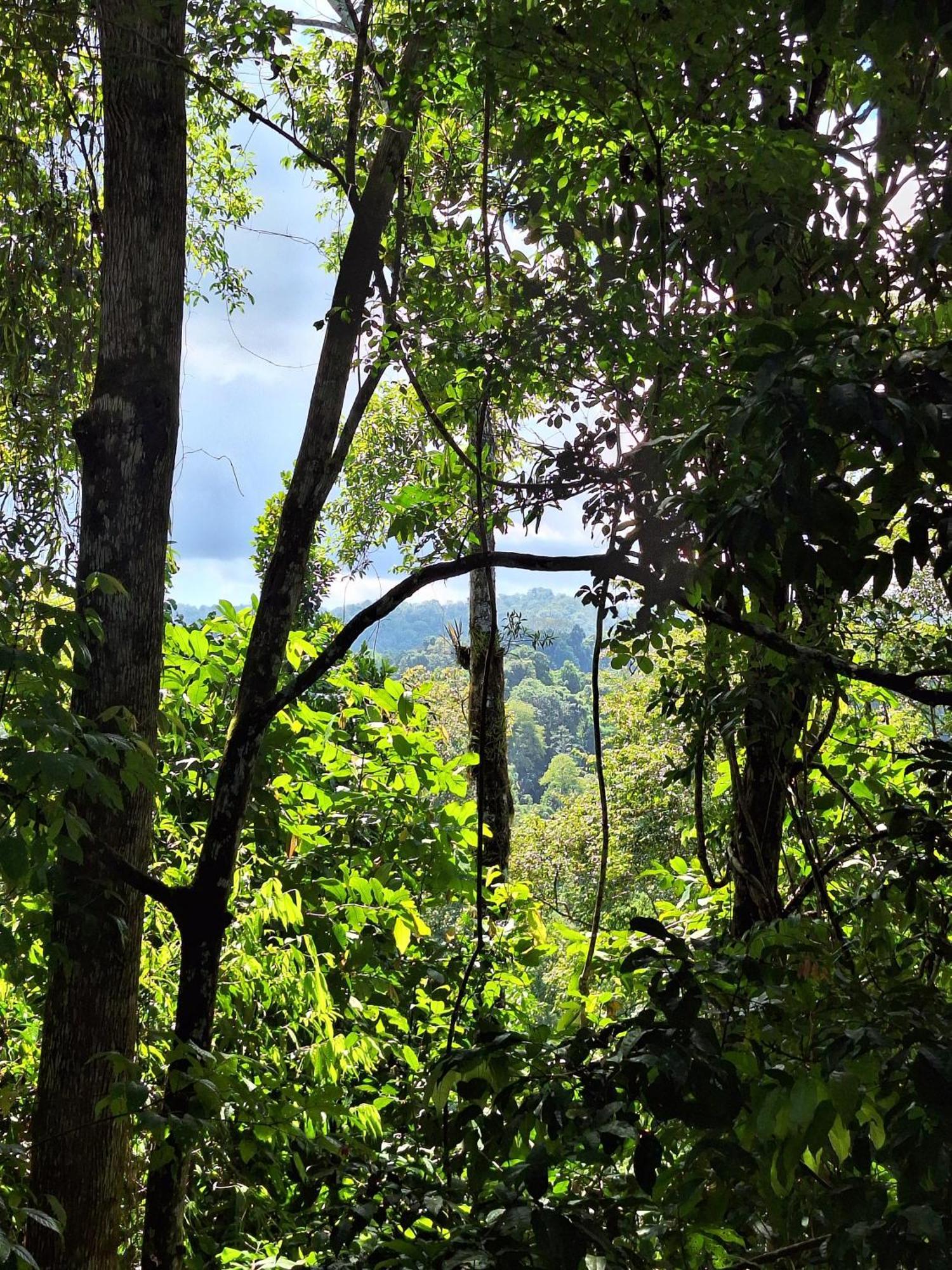 Corcovado Nature Wonders-villas-houses-tents-pool-jacuzzi-ac-amazing Views * Puerto Jimenez