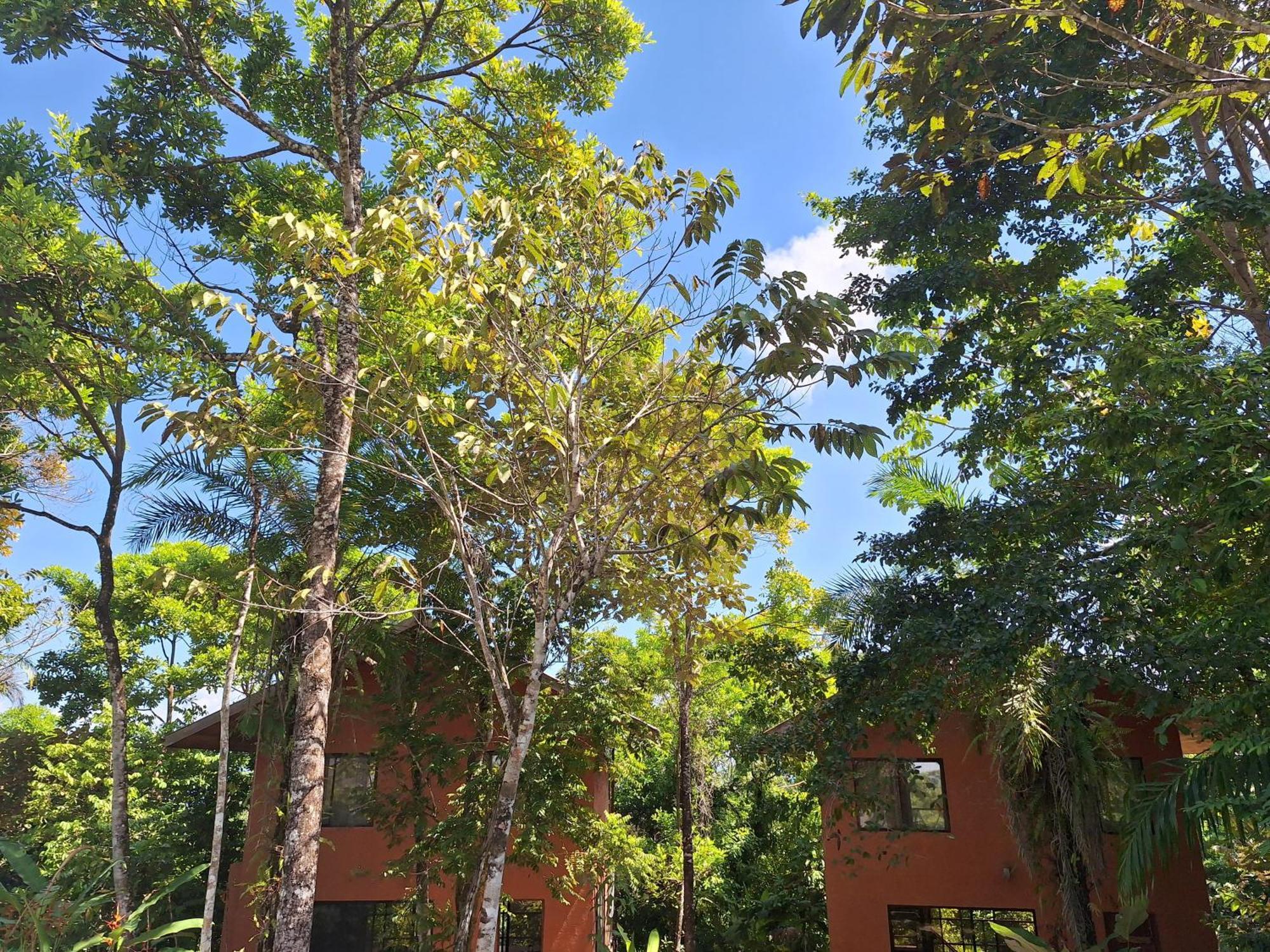 Villa Corcovado Nature Wonders-villas-houses-tents-pool-jacuzzi-ac-amazing Views