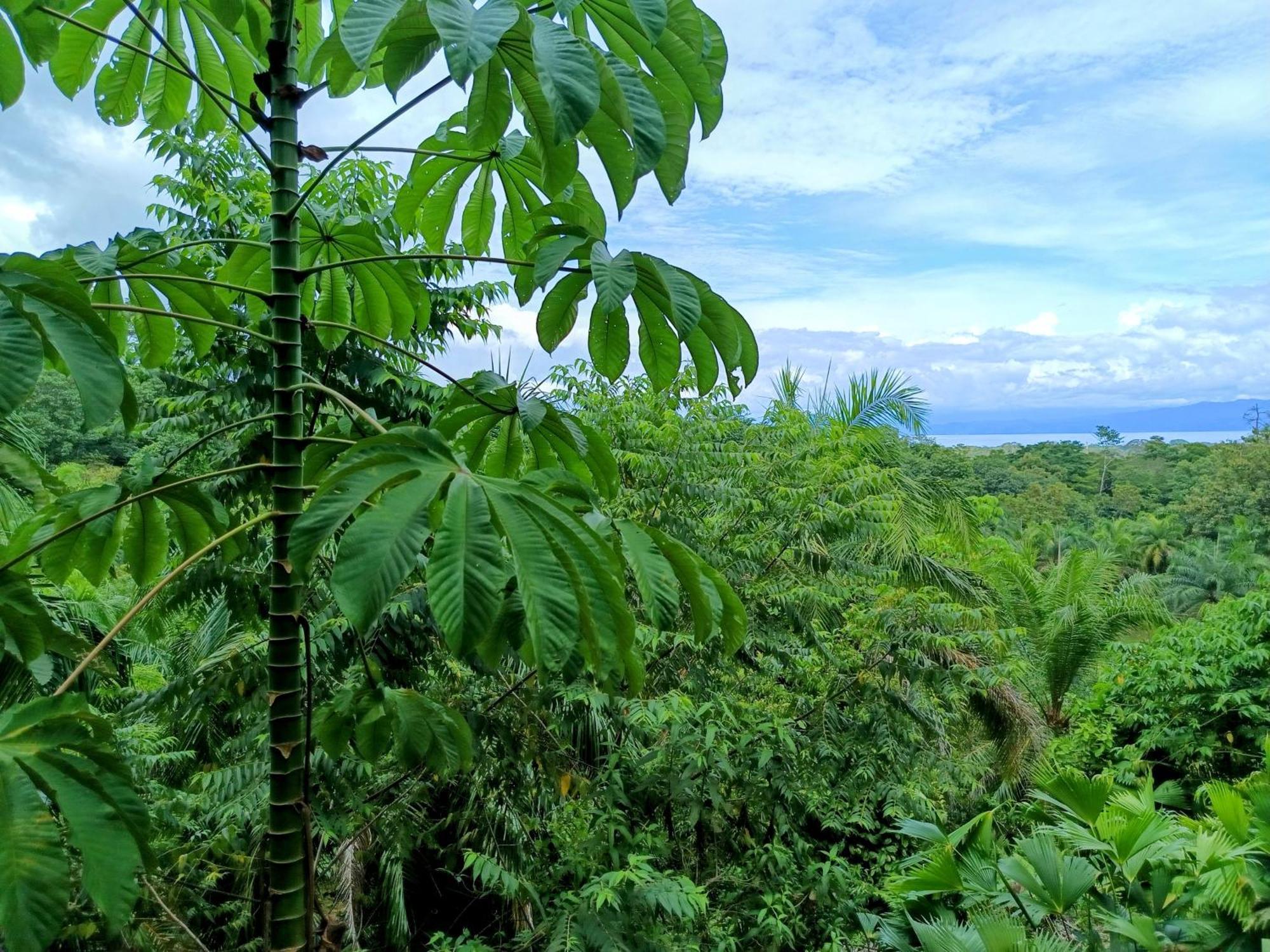 Villa Corcovado Nature Wonders-villas-houses-tents-pool-jacuzzi-ac-amazing Views Puerto Jimenez
